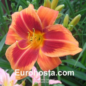 Hemerocallis Outrageous - Eurohosta