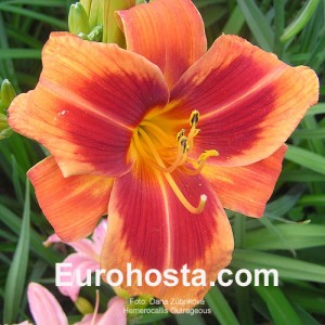 Hemerocallis Outrageous - Eurohosta