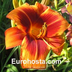 Hemerocallis Outrageous - Eurohosta