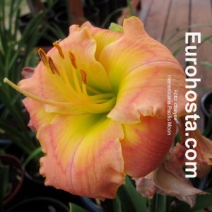 Hemerocallis Pacific Moon