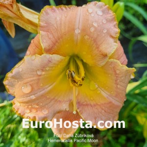 Hemerocallis Pacific Moon