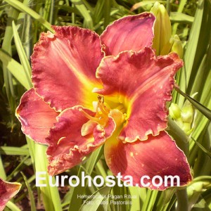 Hemerocallis Pagan Ritual - Eurohosta