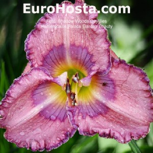 Hemerocallis Palace Garden Beauty