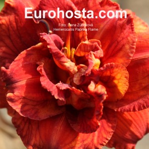 Hemerocallis Paprika Flame Eurohosta