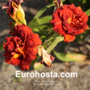 Hemerocallis Paprika Flame Eurohosta