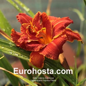 Hemerocallis Paprika Flame Eurohosta