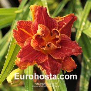 Hemerocallis Paprika Flame Eurohosta