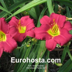 Hemerocallis Pardon Me