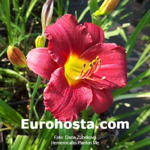 Hemerocallis Pardon Me