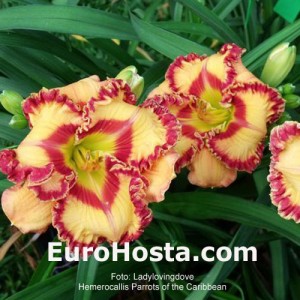 Hemerocallis Parrots of the Caribbean - Eurohosta