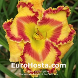 Hemerocallis Parrots of the Caribbean - Eurohosta