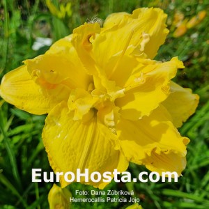 Hemerocallis Patricia Jojo 
