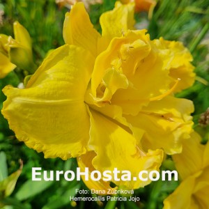 Hemerocallis Patricia Jojo 