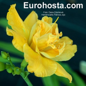 Hemerocallis Patricia Jojo - Eurohosta