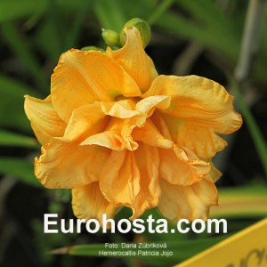 Hemerocallis Patricia Jojo - Eurohosta