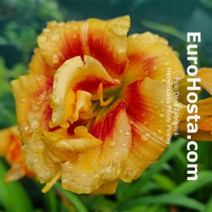 Hemerocallis Penny Pinsley