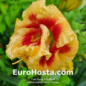 Hemerocallis Penny Pinsley