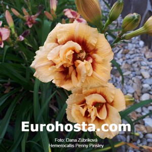 Hemerocallis Penny Pinsley