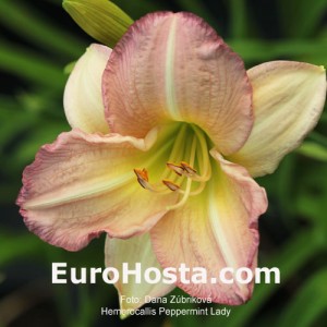 Hemerocallis Peppermint Lady