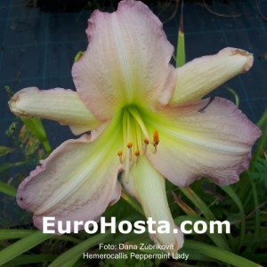 Hemerocallis Peppermint Lady