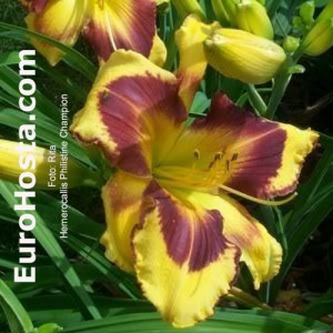 Hemerocallis Phillistine Champion