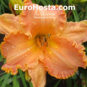 Hemerocallis Piaffe