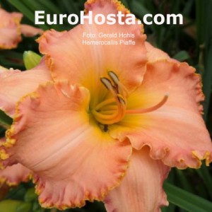 Hemerocallis Piaffe