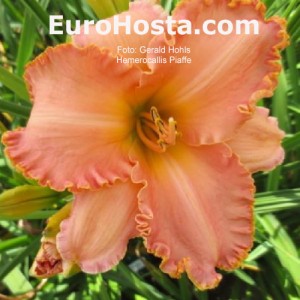 Hemerocallis Piaffe