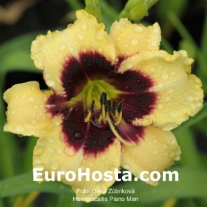 Hemerocallis Piano Man - Eurohosta