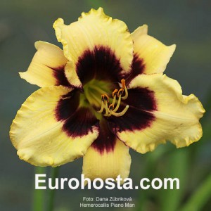 Hemerocallis Piano Man - Eurohosta