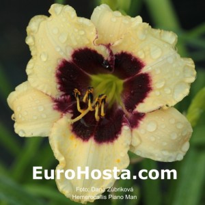 Hemerocallis Piano Man - Eurohosta