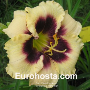 Hemerocallis Piano Man - Eurohosta