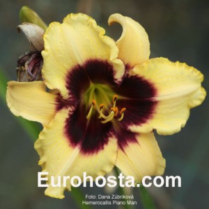 Hemerocallis Piano Man - Eurohosta