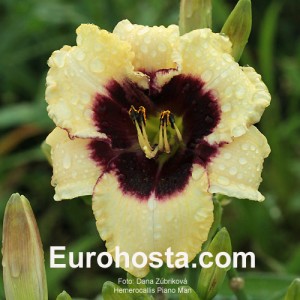 Hemerocallis Piano Man - Eurohosta