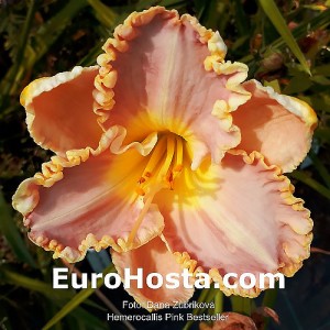 Hemerocallis Pink Bestseller