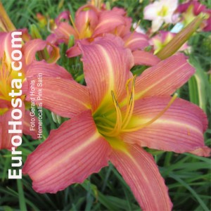 Hemerocallis Pink Satin