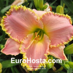 Hemerocallis Pink Smile