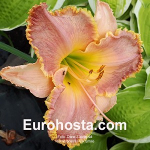 Hemerocallis Pink Smile