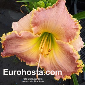 Hemerocallis Pink Smile