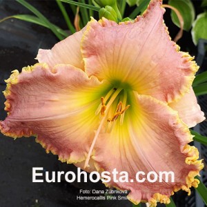 Hemerocallis Pink Smile