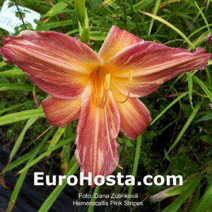 Hemerocallis Pink Stripes - Eurohosta