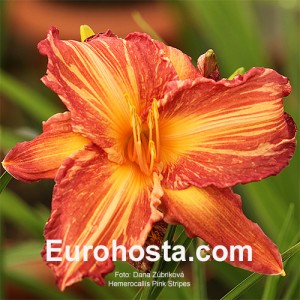 Hemerocallis Pink Stripes