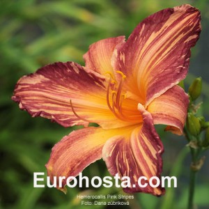 Hemerocallis Pink Stripes - Eurohosta