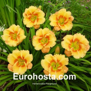 Hemerocallis Playground - Eurohosta