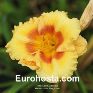 Hemerocallis Playground - Eurohosta