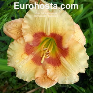 Hemerocallis Playground - Eurohosta