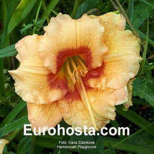 Hemerocallis Playground - Eurohosta