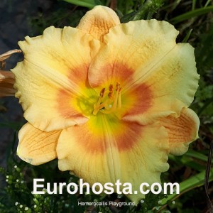 Hemerocallis Playground - Eurohosta