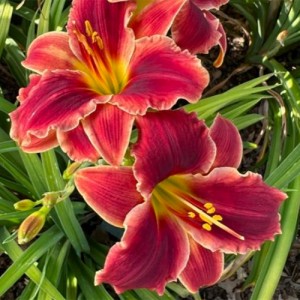 Hemerocallis Pocket Change