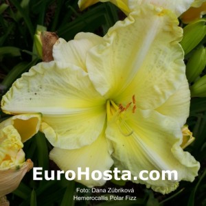 Hemerocallis Polar Fizz - Eurohosta